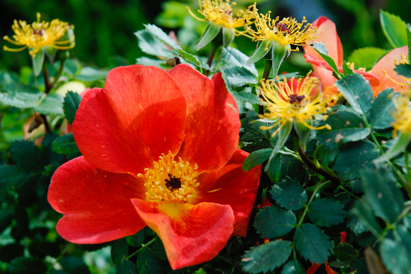 Austrian Copper Rose